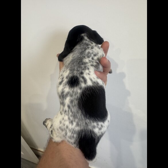 Dachshund (Miniature Smooth Haired)