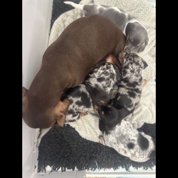 Dachshund (Miniature Smooth Haired)