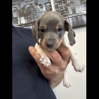 Dachshund (Miniature Smooth Haired)