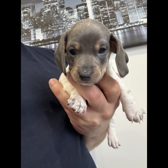 Dachshund (Miniature Smooth Haired)