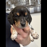 Dachshund (Miniature Smooth Haired)