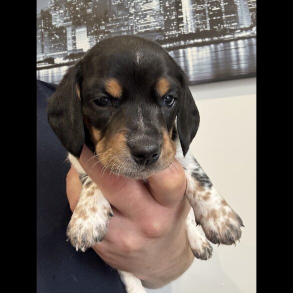 Dachshund (Miniature Smooth Haired)