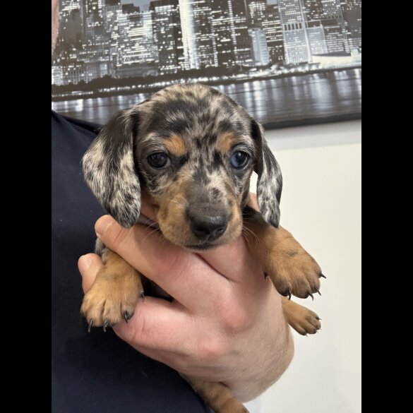 Dachshund (Miniature Smooth Haired)