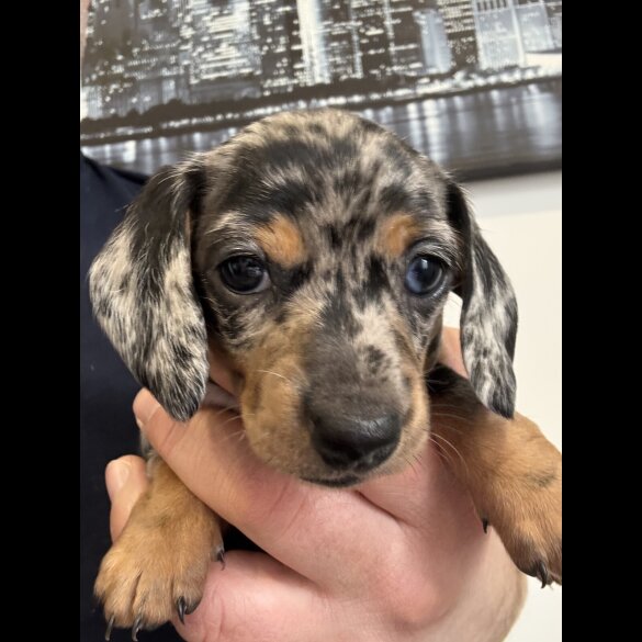 Dachshund (Miniature Smooth Haired)