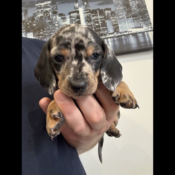 Dachshund (Miniature Smooth Haired)