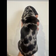 Dachshund (Miniature Smooth Haired)