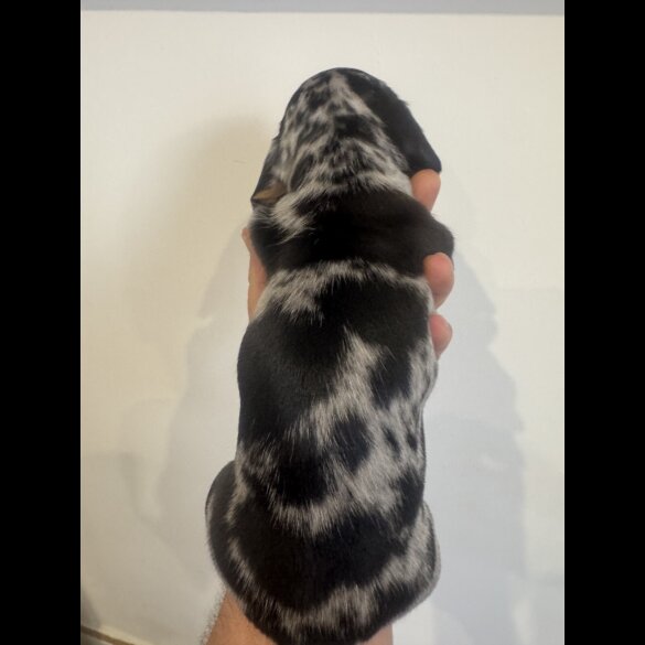 Dachshund (Miniature Smooth Haired)