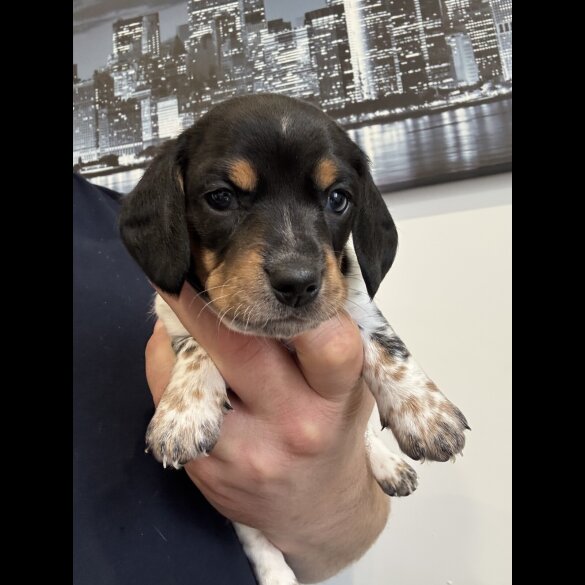Dachshund (Miniature Smooth Haired)