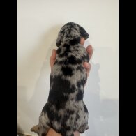 Dachshund (Miniature Smooth Haired)