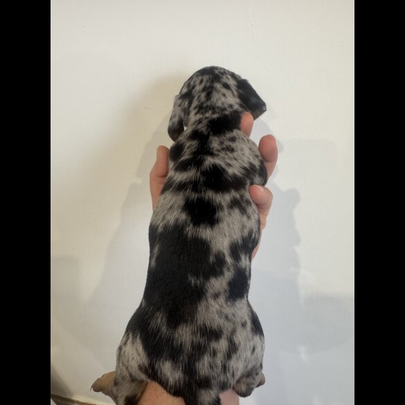 Dachshund (Miniature Smooth Haired)