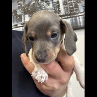 Dachshund (Miniature Smooth Haired)