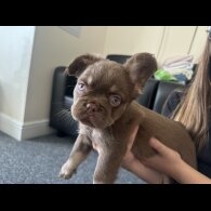 French Bulldog