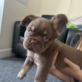 French Bulldog
