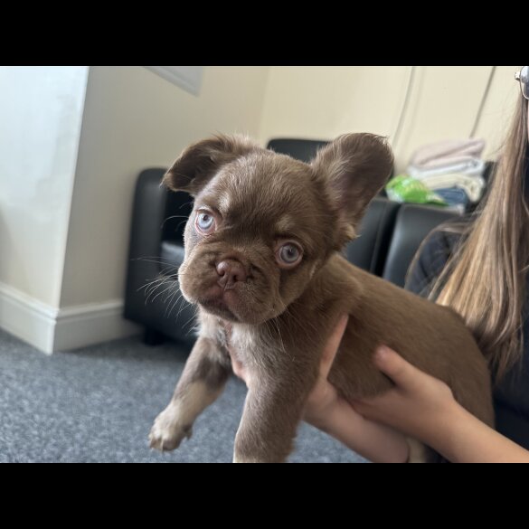 French Bulldog