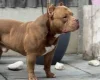 American Bulldog