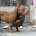 American Bulldog
