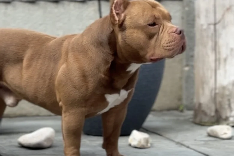 American Bulldog