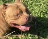 American Bulldog