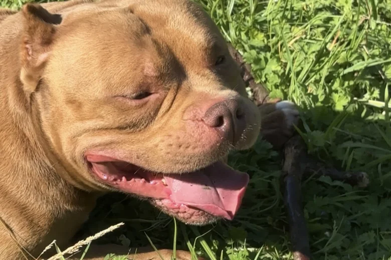 American Bulldog