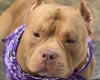 American Bulldog