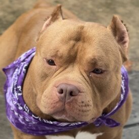 American Bulldog
