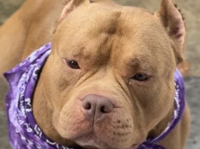 American Bulldog