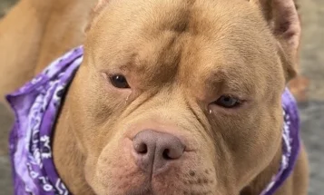 American Bulldog