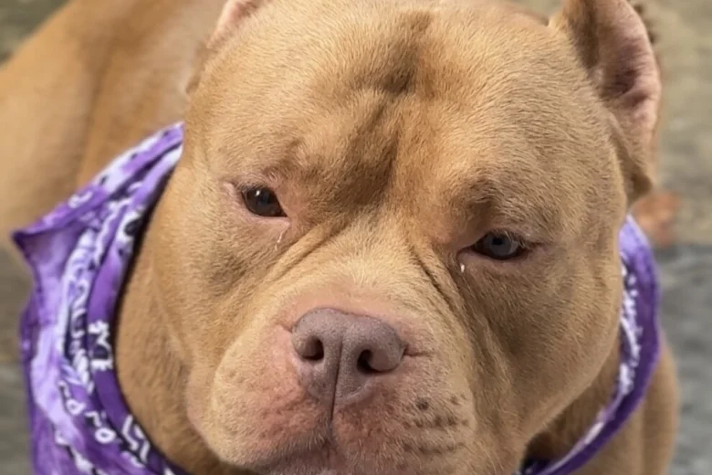 American Bulldog