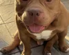 American Bulldog