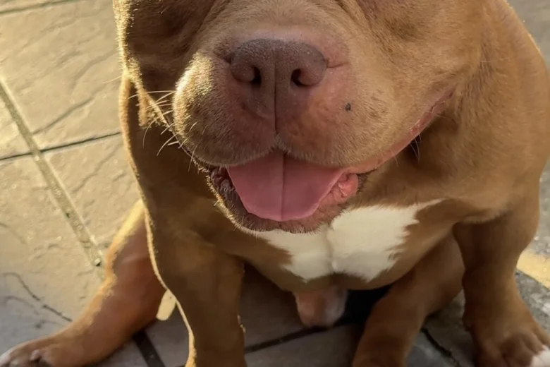American Bulldog