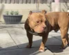 American Bulldog