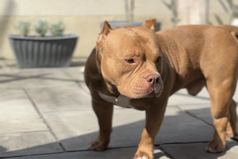 American Bulldog