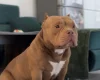 American Bulldog