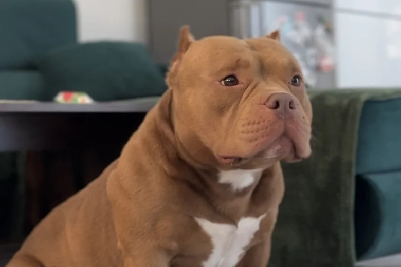 American Bulldog