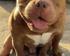 American Bulldog