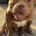 American Bulldog