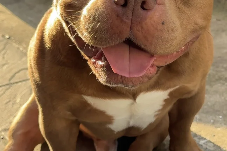American Bulldog