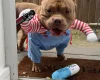 American Bulldog