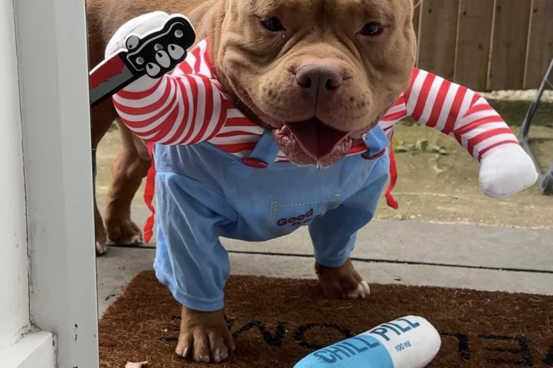 American Bulldog