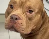 American Bulldog