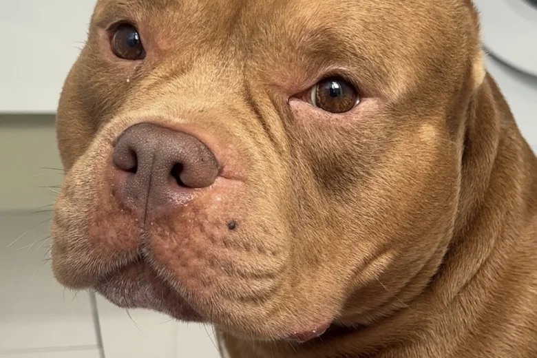 American Bulldog