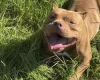 American Bulldog