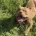 American Bulldog