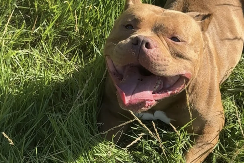 American Bulldog