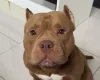 American Bulldog