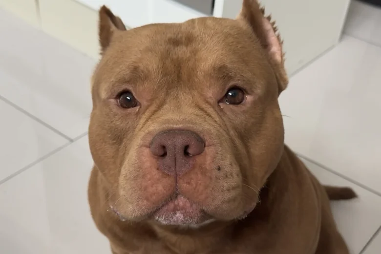 American Bulldog