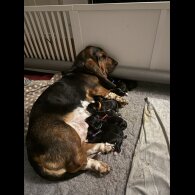 Basset Hound