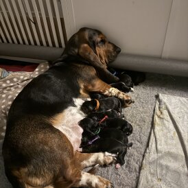 Basset Hound