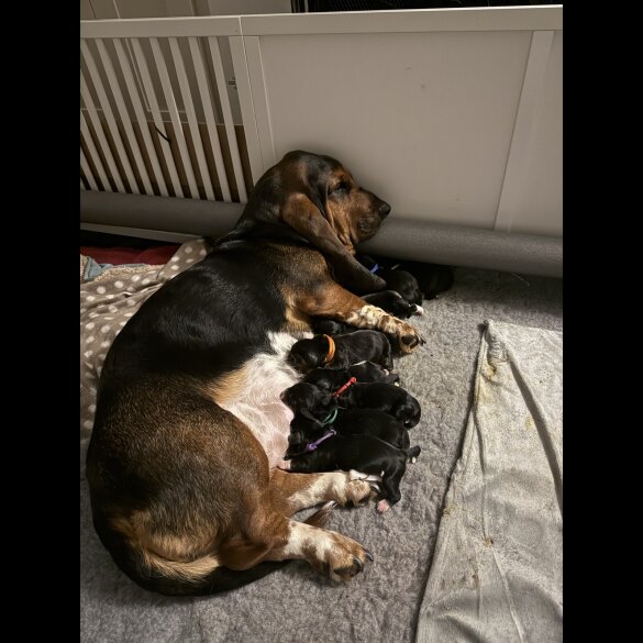 Basset Hound
