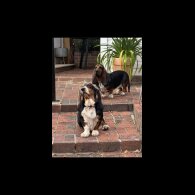 Basset Hound